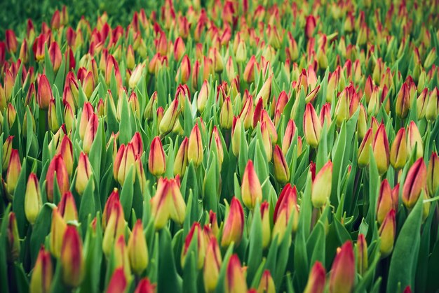 Fondo floral - campo de tulipanes rosados sin abrir