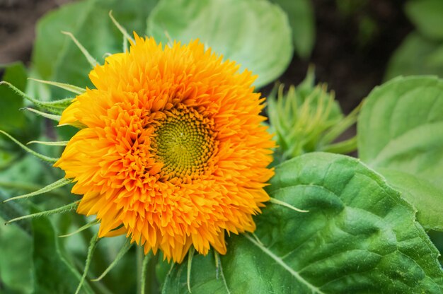 Fondo floral con dalias naranjas en el jardín.