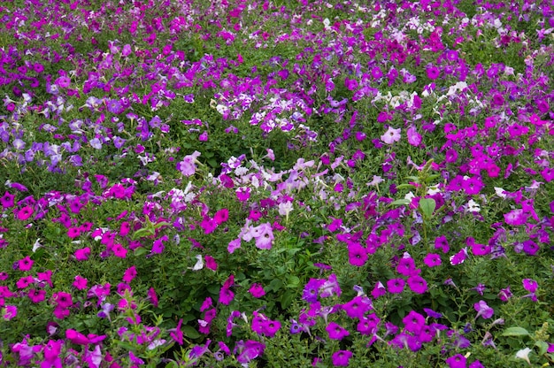 Fondo floral Delicado blanco con pétalos morados.