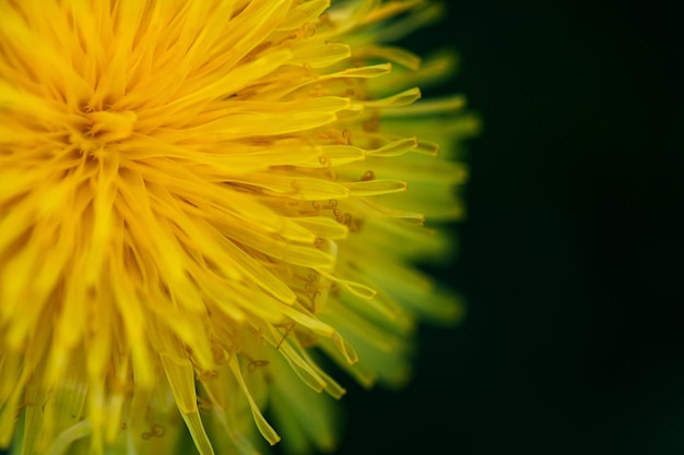 fondo floral de flor de diente de león amarillo macro