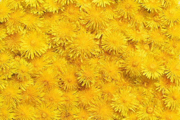 fondo floral de flor de diente de león amarillo macro