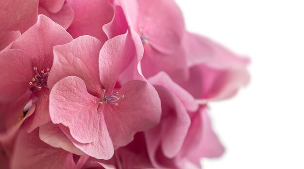 Fondo floral. Flores suaves de Hydrangea o Hortensia. Fondo natural artístico. Flores en flor en primavera.