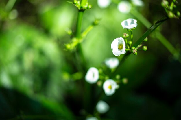 Fondo floral macro de pequeñas flores blancas y hojas