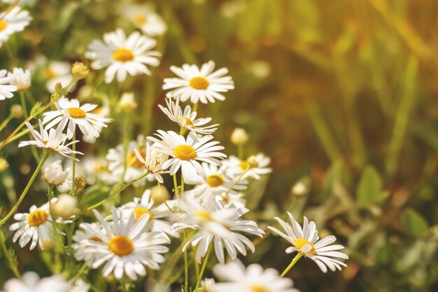 Fondo floral de manzanilla silvestre en el campo en un día soleado enfoque selectivo Escena de verano con flores de margarita comunes