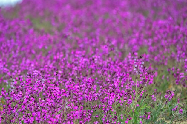 Fondo floral natural de color rosado