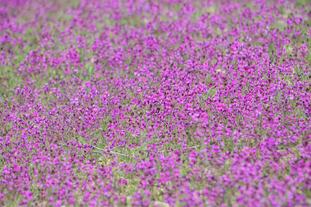 Fondo floral natural de color rosado