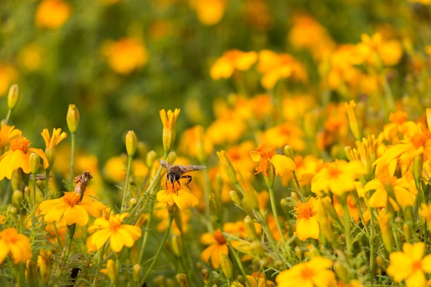 fondo floral natural, pequeñas flores amarillas en el campo. una abeja poliniza una flor.