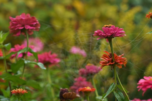 Fondo floral de otoño Gran arbusto denso con flores de otoño Un hermoso arbusto crece en el jardín Hermosos arbustos de flores están cubiertos de telarañas de otoño en un macizo de flores cerca de la casa