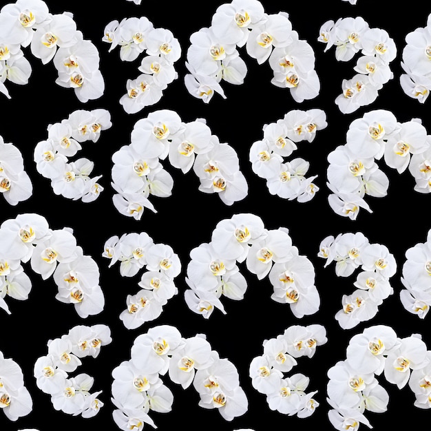 Fondo floral. Patrón sin fisuras de orquídea blanca