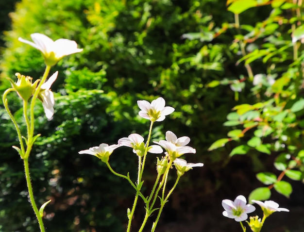 Fondo floral Pequeñas flores blancas Saxifrage musgo sobre un fondo oscuro