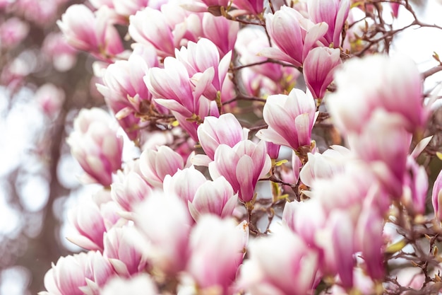 Fondo floral de primavera hermosas flores de magnolia rosa claro florecidas en enfoque selectivo de luz suave