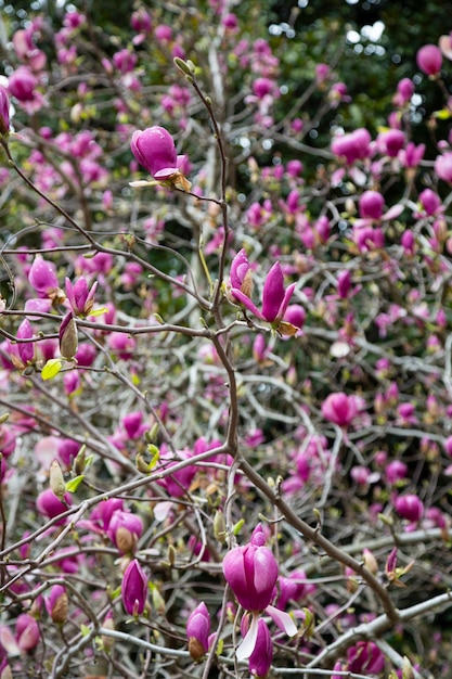 Fondo floral de primavera. Hermosas flores de magnolia rosa claro en luz suave. Enfoque selectivo