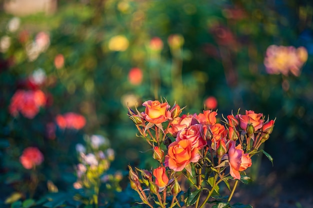 Fondo floral de primavera suave, hermosas flores color de rosa