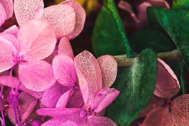 Fondo floral con primer plano de flores secas de colores y pétalos de rosa secos foto macro