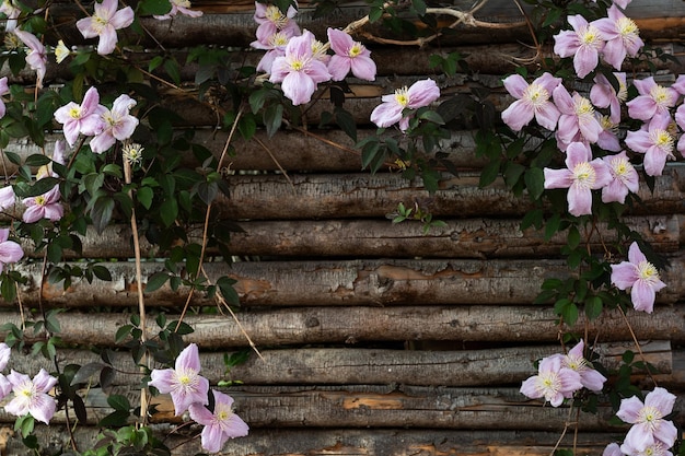 Fondo floral rosa clematis montana en una valla de madera