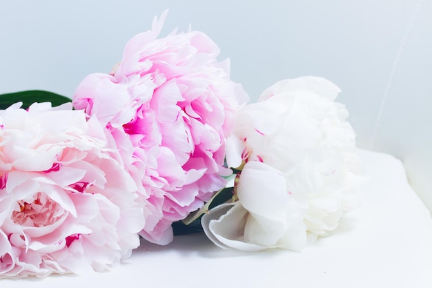 Fondo floral rosa con flores de peonía rosa fresca