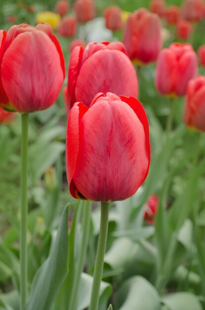Fondo floral de tulipanes rojos hermosos tulipanes rojos