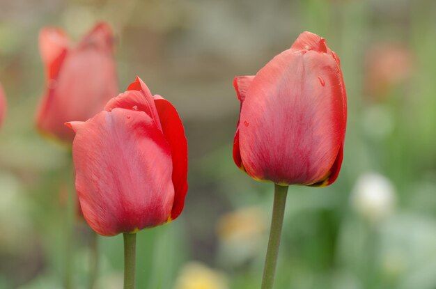 Fondo floral de tulipanes rojosTulipán floreciente de primavera roja