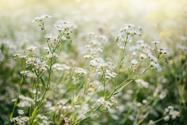 Fondo floral de verano con flores de manzanilla silvestres en el prado al atardecer, campo de flores de manzanilla silvestre