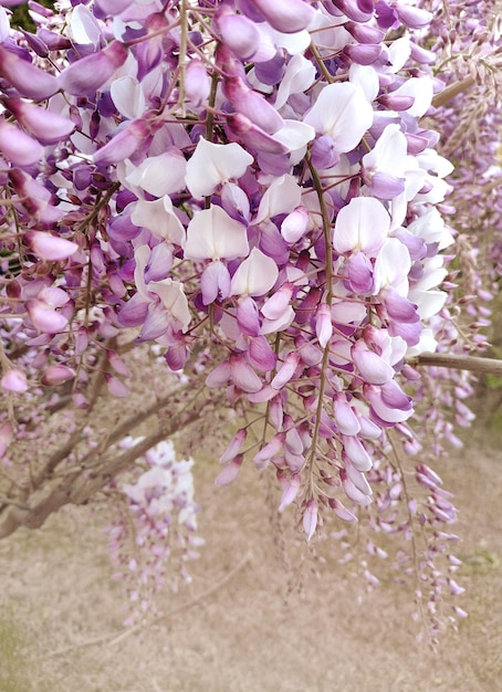 El fondo floral de la Wisteria sinensis