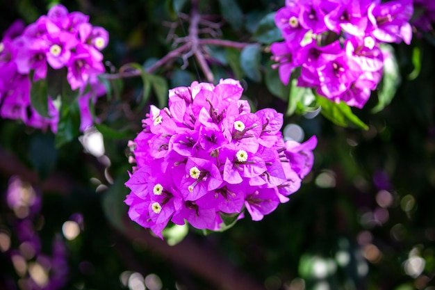 Foto fondo floreciente de la buganvilla de las flores púrpuras rosadas