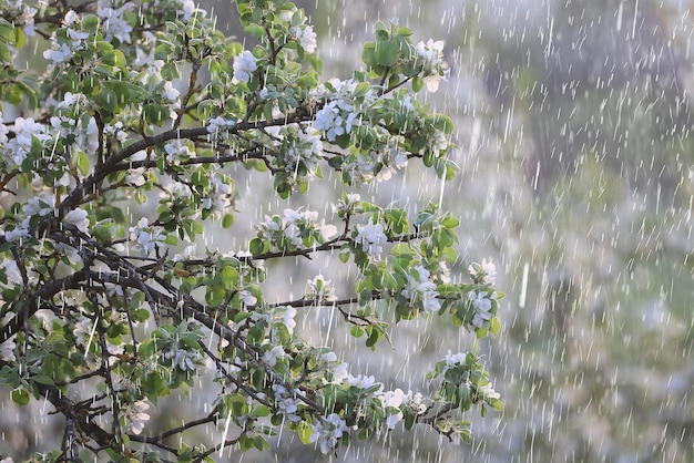 fondo de flores abstractas de lluvia de primavera