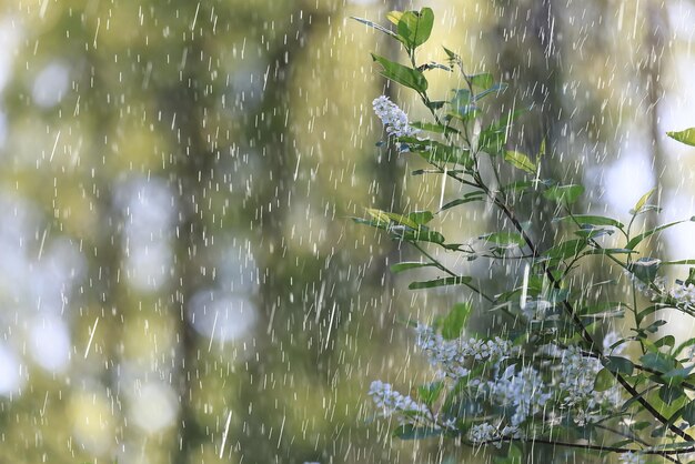 fondo de flores abstractas de lluvia de primavera