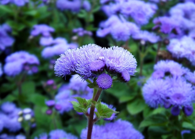 Fondo de flores de ageratum natural