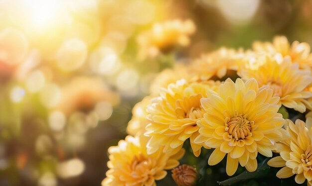 Fondo de flores al aire libre con espacio de texto