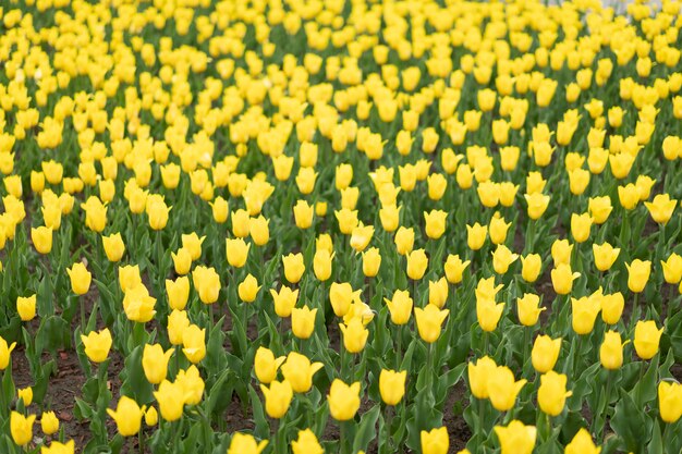 Fondo de flores amarillas flores de temporada de primavera al aire libre enfoque selectivo