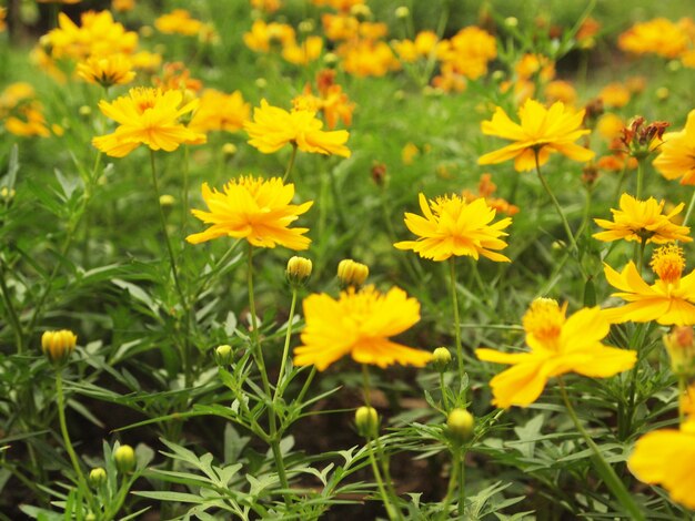 fondo de flores amarillas