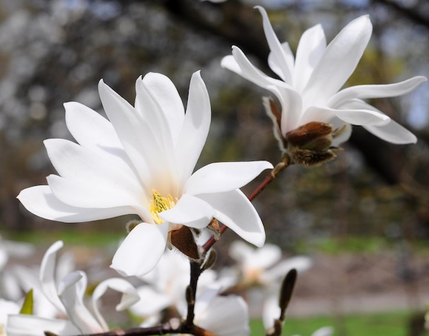 Fondo de flores de árbol de magnolia blanca contra el cielo