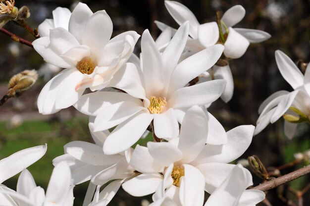 Fondo de flores de árbol de magnolia blanca fuera