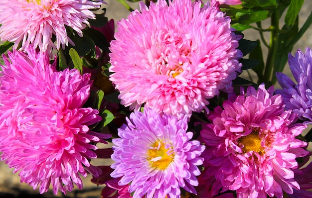 Fondo de flores de aster