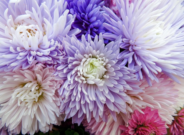 Fondo de flores de aster