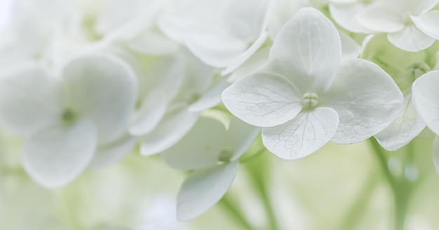 Fondo de flores blancas Hydrangea o hortensia en flor