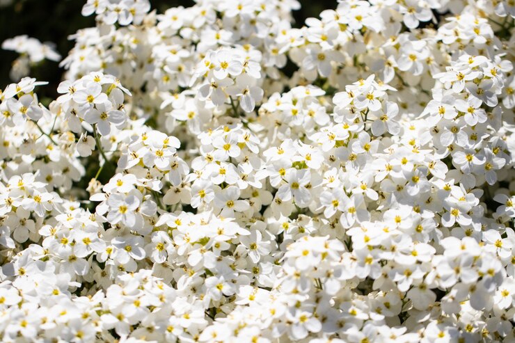 fondo de flores blancas