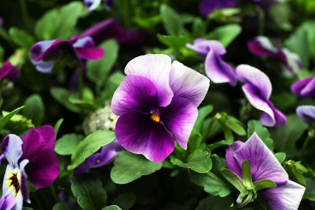 Foto el fondo de las flores brillantes