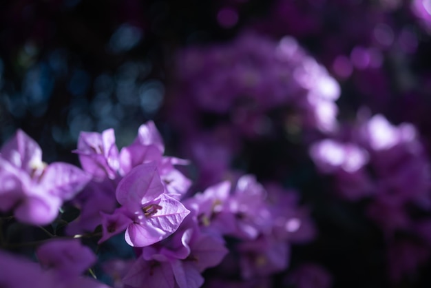 Fondo de flores de buganvilla lila o púrpura en su mayoría borroso Fondo de naturaleza de verano Primer plano de flores exóticas Flora subtropical de Tenerife Islas Canarias España Foto de flores violetas