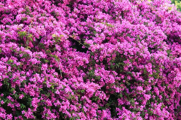 Fondo de flores de buganvilla magenta