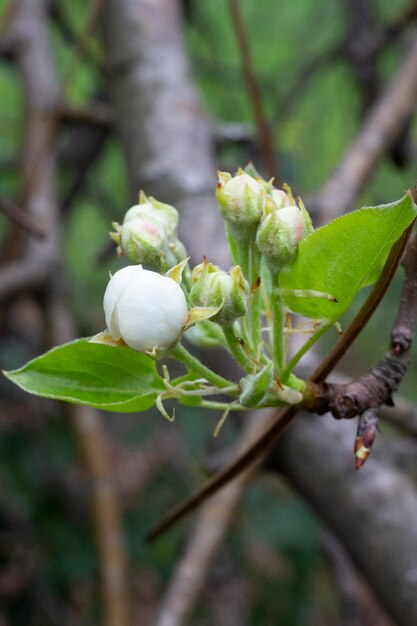 Fondo de flores de cerezo flores pequeñas blancas en una rama