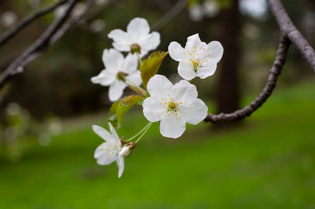 Fondo de flores de cerezo flores pequeñas blancas en una rama