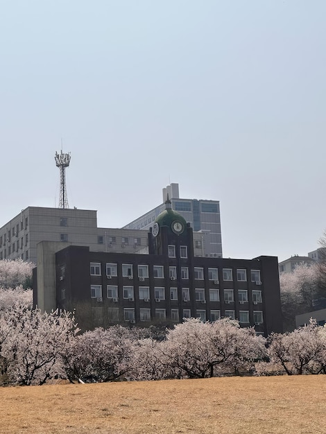 Fondo de flores de cerezo de sakura japonesas flores de sakura durante la temporada de primavera en el parque