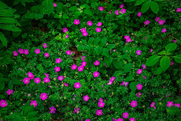 Fondo con flores de color magenta brillante y hojas de fondo abstracto