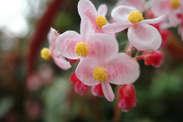 Fondo de flores de color rosa floreciente Flores de color rosa brillante como fondo floral