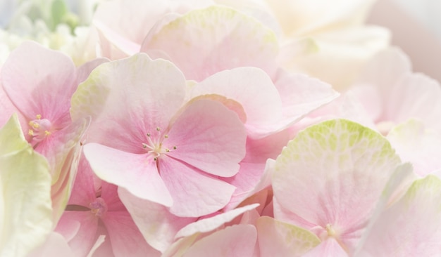 Fondo de flores de color rosa hortensia o hortensia en flor