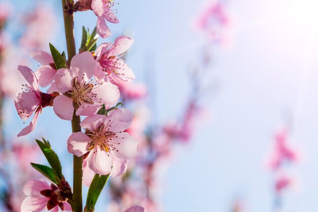 Un fondo de flores de color rosa primavera