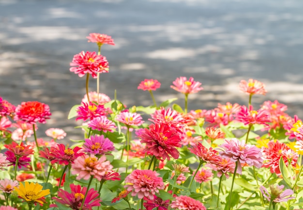 Fondo de flores, colorido de zinnia.