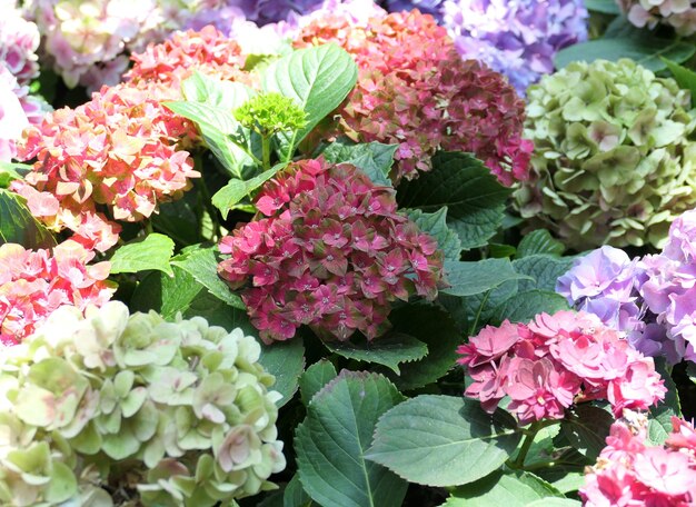 Foto el fondo de las flores de los coloridos arbustos de hortensia