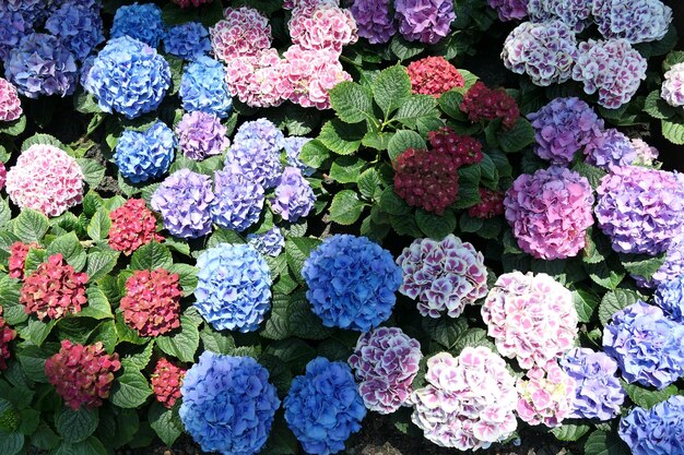 El fondo de las flores de los coloridos arbustos de hortensia